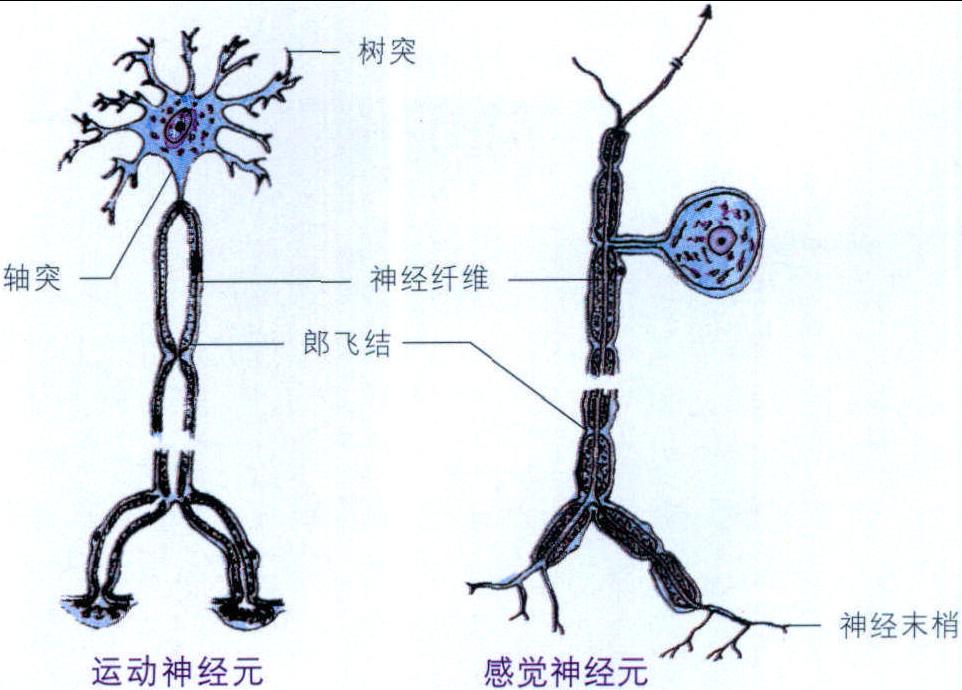 一、解剖生理